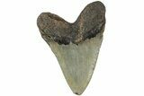 Fossil Megalodon Tooth - North Carolina #236740-2